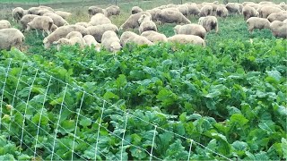 Sheep In The Turnips