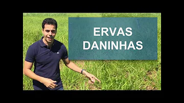 Como acabar com Carqueja?