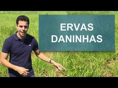 Vídeo: O que é grama de bruxa: dicas para controlar ervas daninhas de grama de bruxa