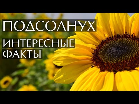 Подсолнух - интересные факты