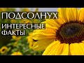 Подсолнух - интересные факты