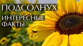 Подсолнух - Интересные Факты