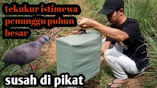 MiKAT BuRUnG TEKUKUR!! PENUNGGu POHON BESAR YANG SUSAH TURUN