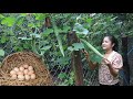 Have you ever cooked snake gourd ? / Snake gourd with chicken eggs cooking / Cooking with Sreypov