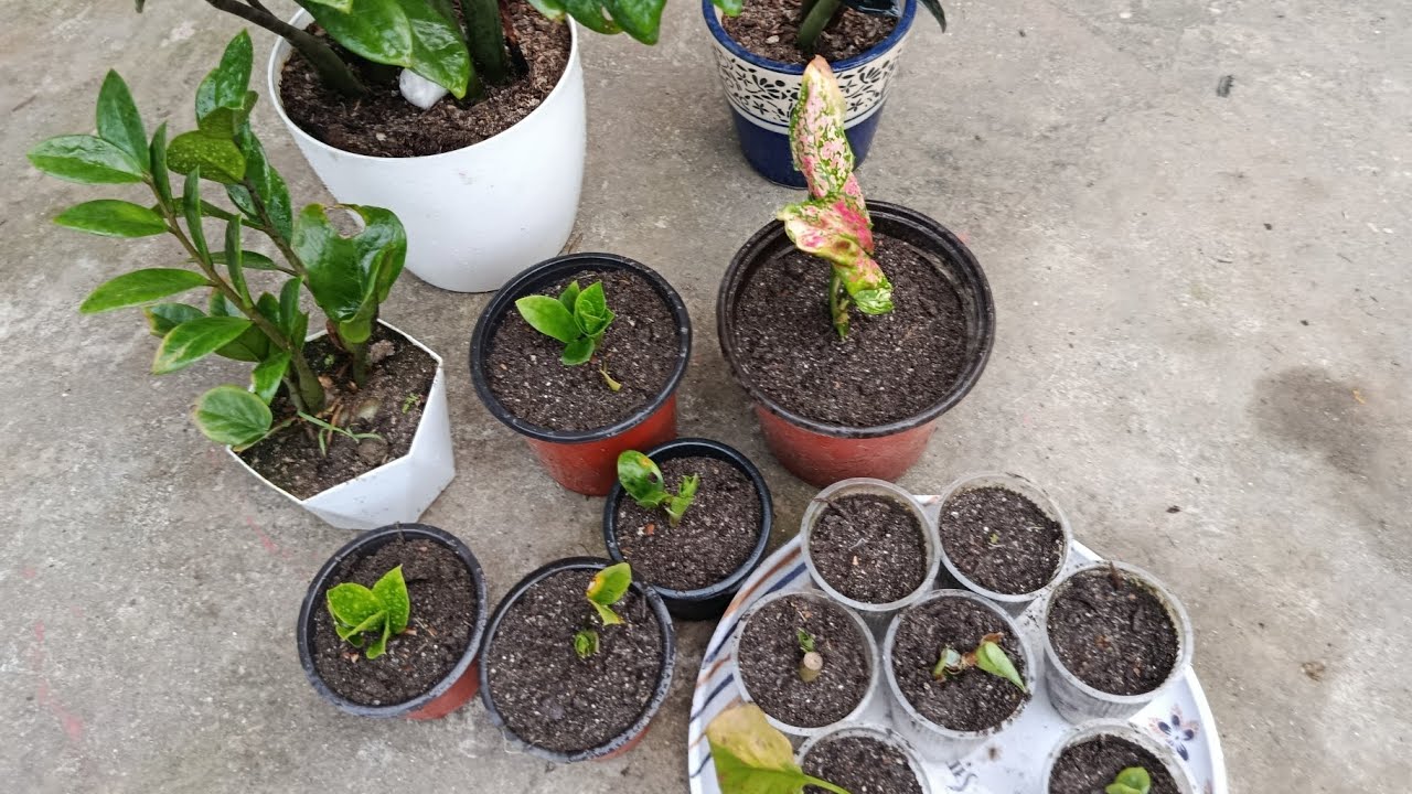 पत्ता बाट सजिलै सार्न सकिने plant (zz plant)