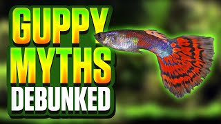 5 Common Guppy Myths Debunked: Must-See Tips Before You Add Them to Your Tank!