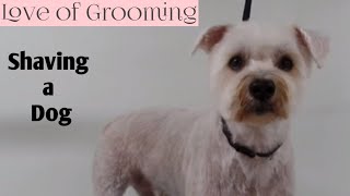 How to Wet Shave a Dog | Dogs that are matted and need a shave down can be washed first before any clipping, this is called wet 