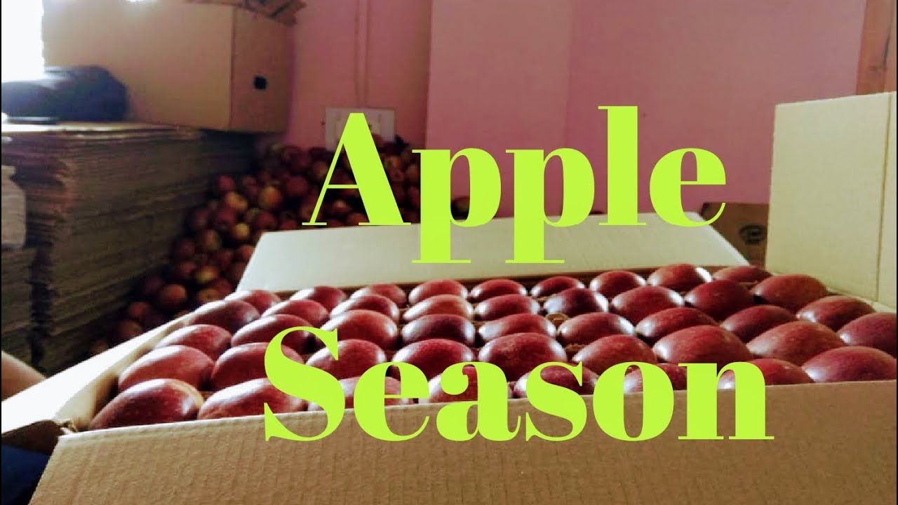 Apple Season in Upper Shimla 2018 Kotkhai Orchards Highlights
