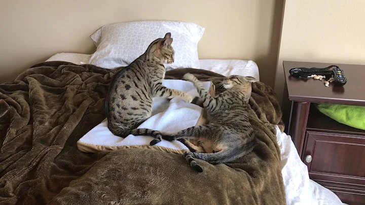 Watch the video about Savannah Cat Fight - Battle for the Art of Paws Cat Bed