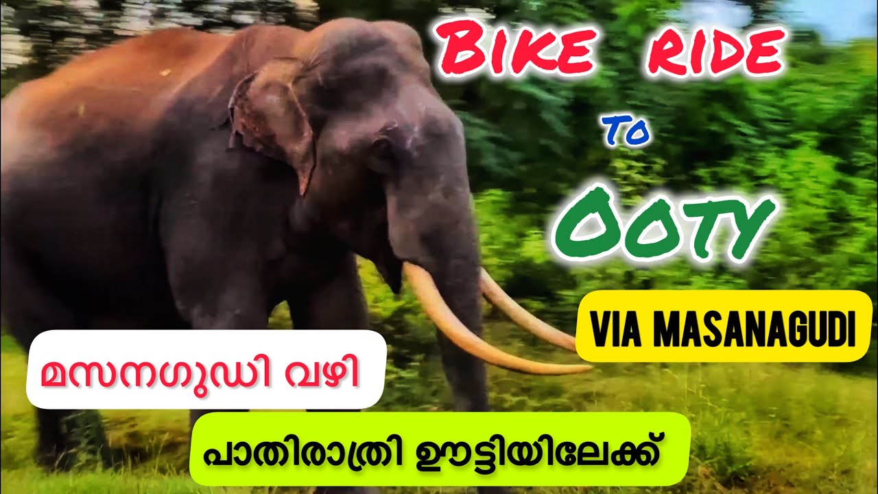 Bangalore to Ooty Road Trip| Via Bandipur Mudumalai Masinagudi|