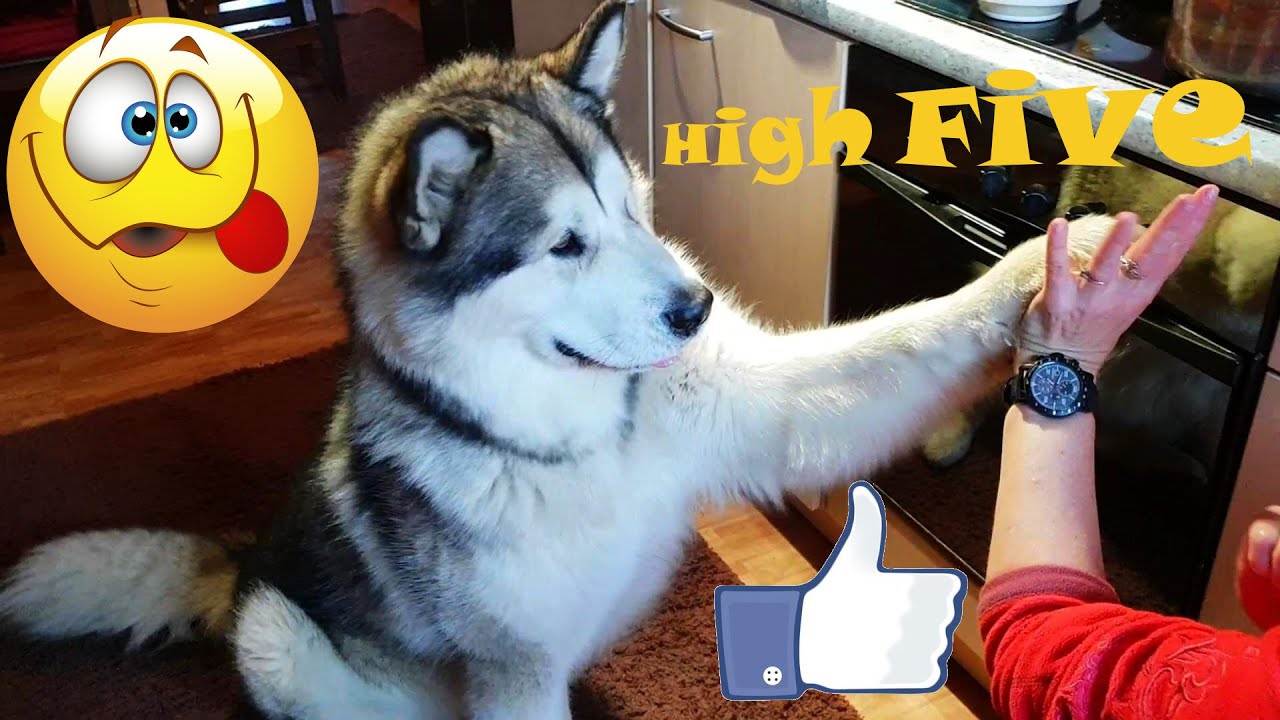 🖐🐺High Five Training With Alaskan Malamute, Husky & Ragdoll Cat🐈🐾🐱 ...