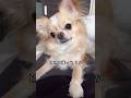 【ちょっとだけずっと舌出てる/よくある】#チワワ #chihuahua #可愛い #shorts #チワワちゃん #癒し #cutedog #fyp #foryou