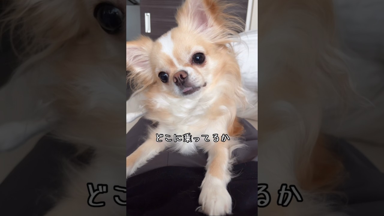 【ちょっとだけずっと舌出てる/よくある】#チワワ #chihuahua #可愛い #shorts #チワワちゃん #癒し #cutedog #fyp #foryou