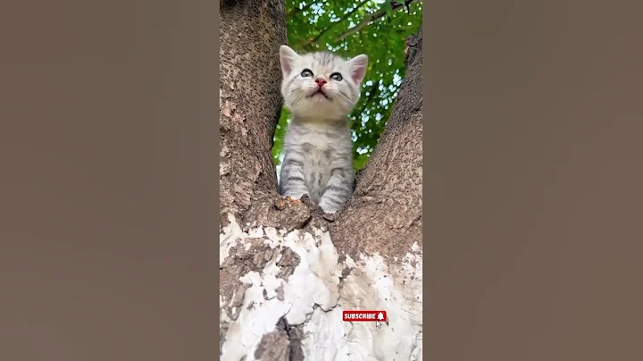 Watch the video about Cute and funny 🥰 #cat #catsonlychannel #kitten #cute #funny