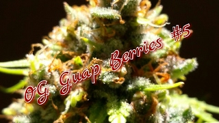 Harvest Time - #OGGuapBerries5 (OG Kush x Money Berry)
