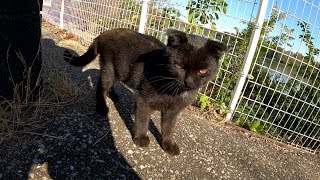 耳が折れた黒猫ちゃん、大きな鳥にビビりまくるwww