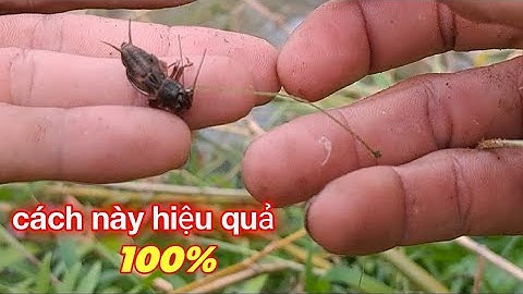 Trở lại điểm câu huyền thoại ,chia sẻ cách câu cá rô đồng hiệu quả 100% #p51 YOUTUBE CÂU CÁ HÓC MÔN