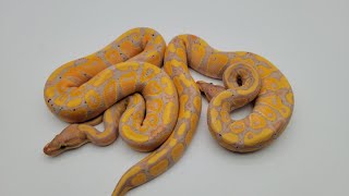 Update on Het Paint Ball Pythons of this year!