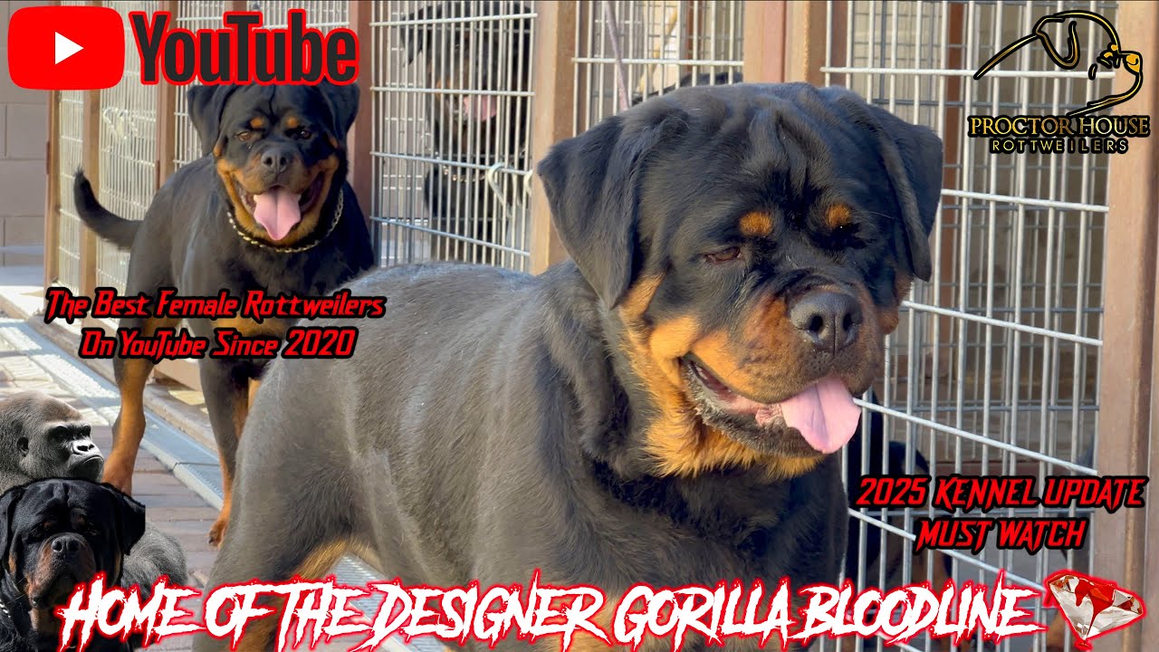 Welcome back to the Best Rottweilers on Youtube! - Proctor House ...