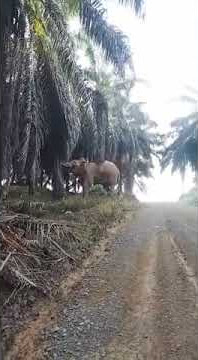 GAJAH TUMBANGKAN POHON SAWIT😯😯😯😯😦😦😯😯