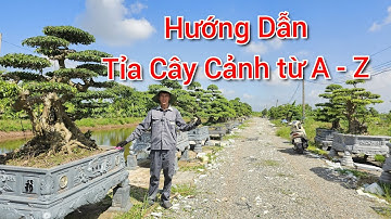 Hướng Dẫn Tỉa Cây Cảnh Từ A - Z - Các bác mới chơi cây nên biết