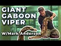 Giant gaboon viper peaches with mark anderson