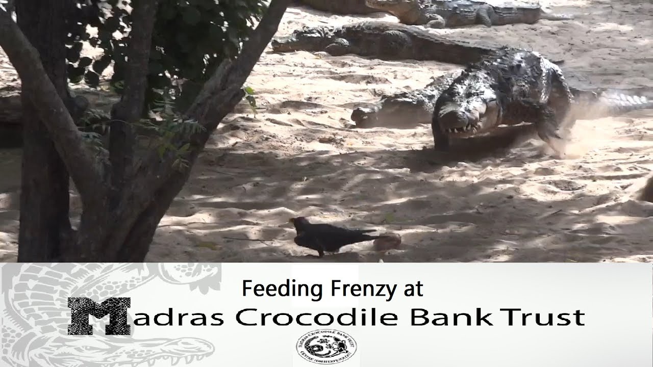 camera iphone 8 plus apk Crocodiles having a snack party at Madras Croc Bank