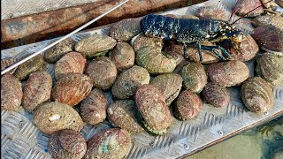 BIGGEST ABALONE OF THE YEAR ! Catch Cook Eat SOFT LOBSTER screenshot 4
