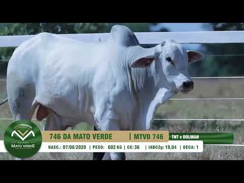 LOTE 30   MTVD 746