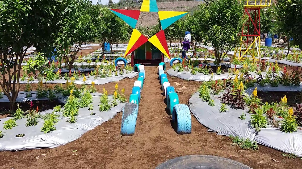 Bunga Celosia Merah dan Kuning (pailan ayam). Liburan
