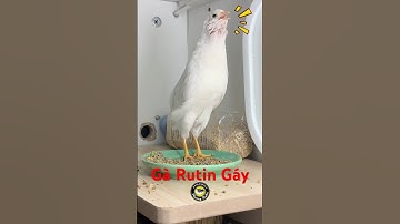 Gà rutin gáy #garutin #rutin #garutingay