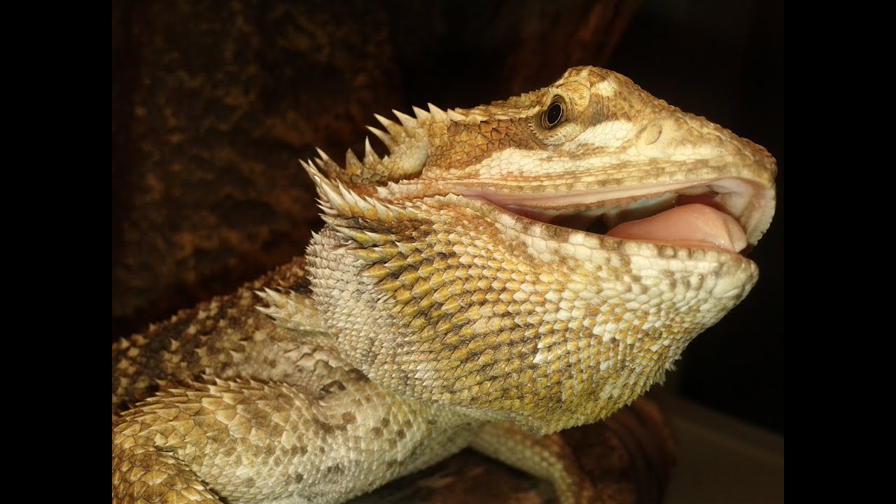 Meet My Bearded Dragons (Pogona Viticeps) !