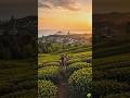 🍃 Kashmir Ke Chai Bagan Ka Khoobsurat Nazara | Nature Village Life 🌿💗