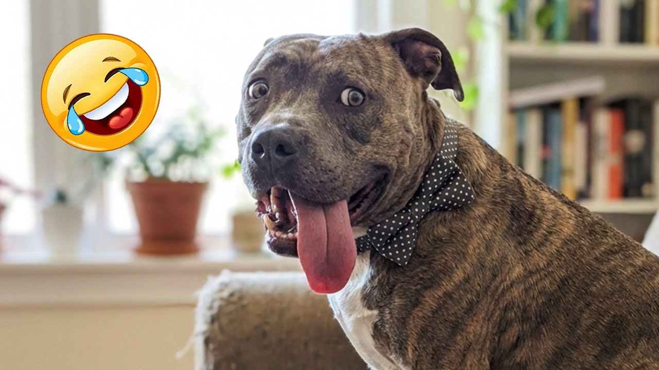 When You’re Blessed With a Comedian Dog 🐶 Funniest Dog Moments Compilation