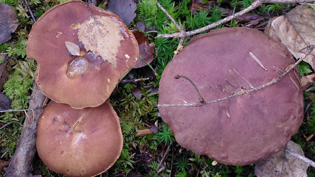 Zaskakujące zakończenie