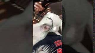 Staffordshire Bull Terrier Puppies For Sale In Woodbridge, Va