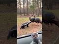 Honey badger has new opponent#wildlife#animals