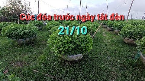 Cúc đại đóa trước lúc tắt đèn để vô nụ