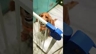 #viralreels #dallyblog #youtubeviral #petparentlife #petparents #petparentproblems #reelstrending