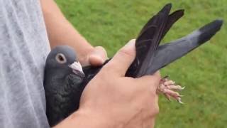 100% Pure Stickelbaut Pigeon - Breeding Hen