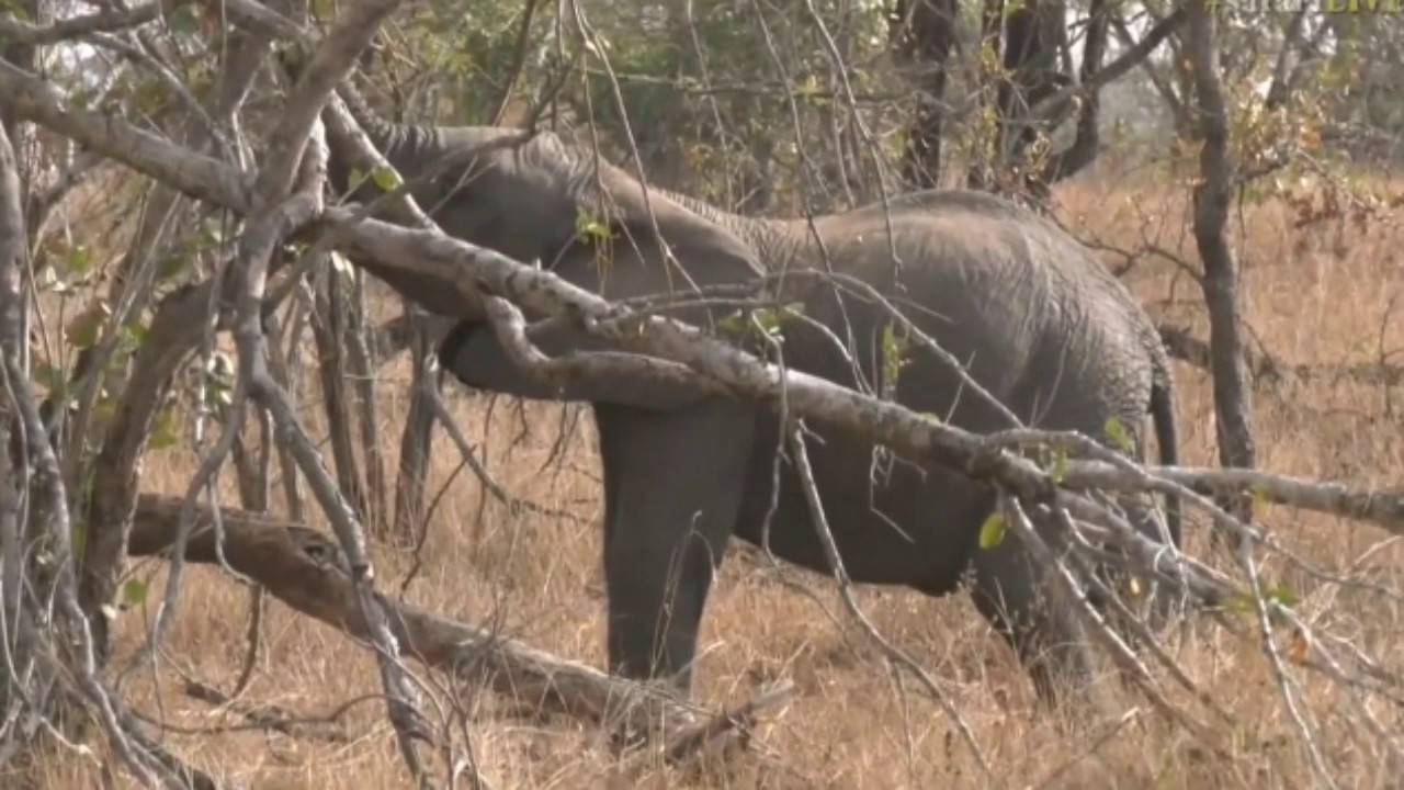 sindile faku Aug 01, 2017 -Sunrise - Elephant with a baby