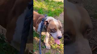 Pitbull Vs. Dog Shorts Compilation Trending Viral Videos 2023