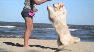 Nala Bearded Collie 1st birthday