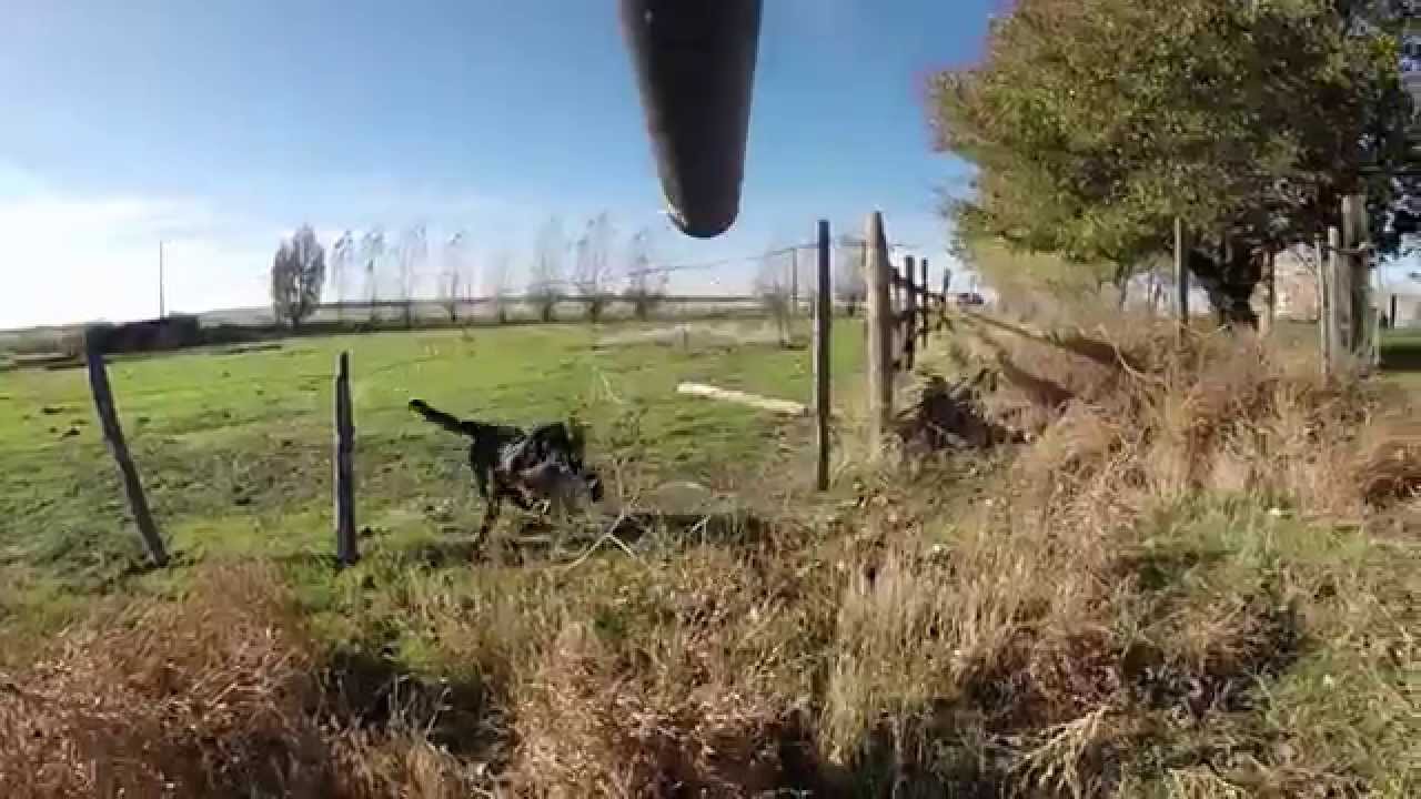 Gopro Pheasant Hunt
