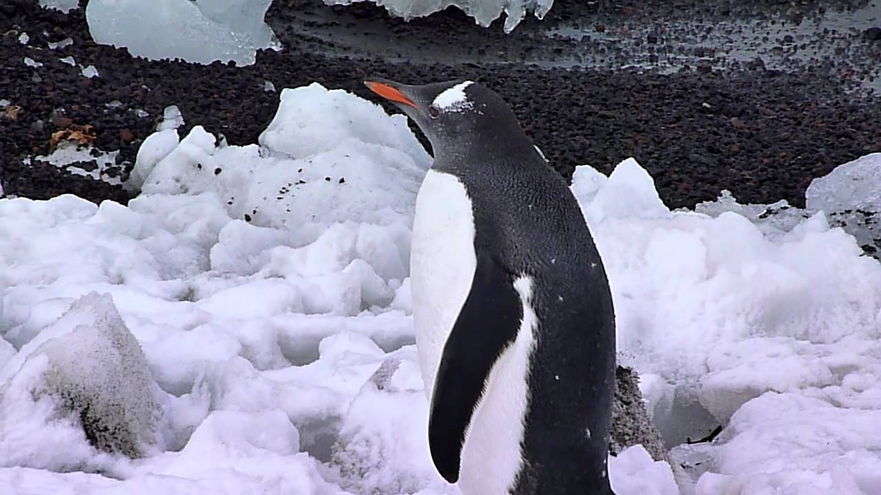 Penguin coming ashore