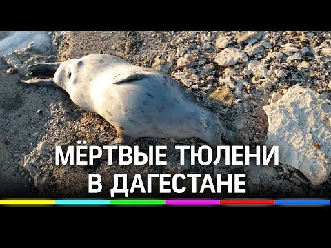 Массовая гибель тюленей в Дагестане - что случилось с Каспийским морем