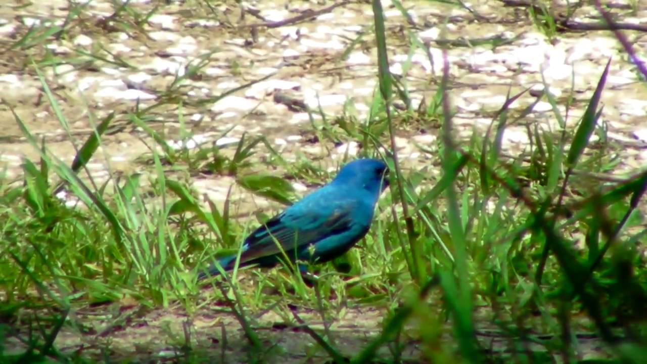 Indigo Bunting 