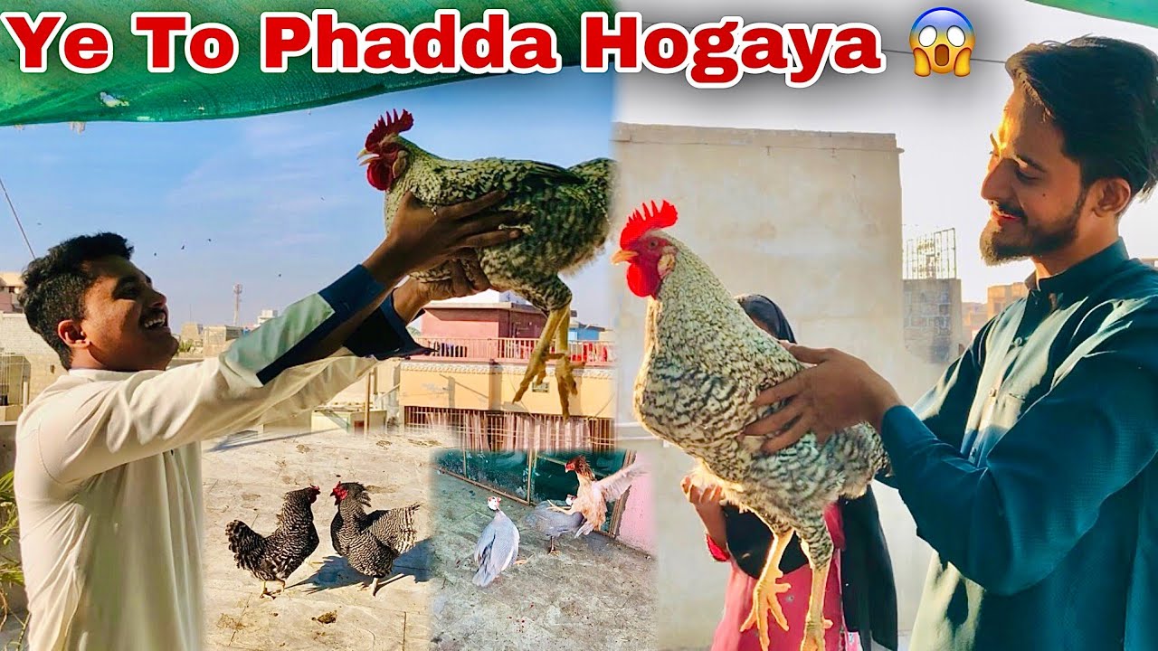 New Chickens Or Dadi Amma Ka Partner | Hum Or Parinday |
