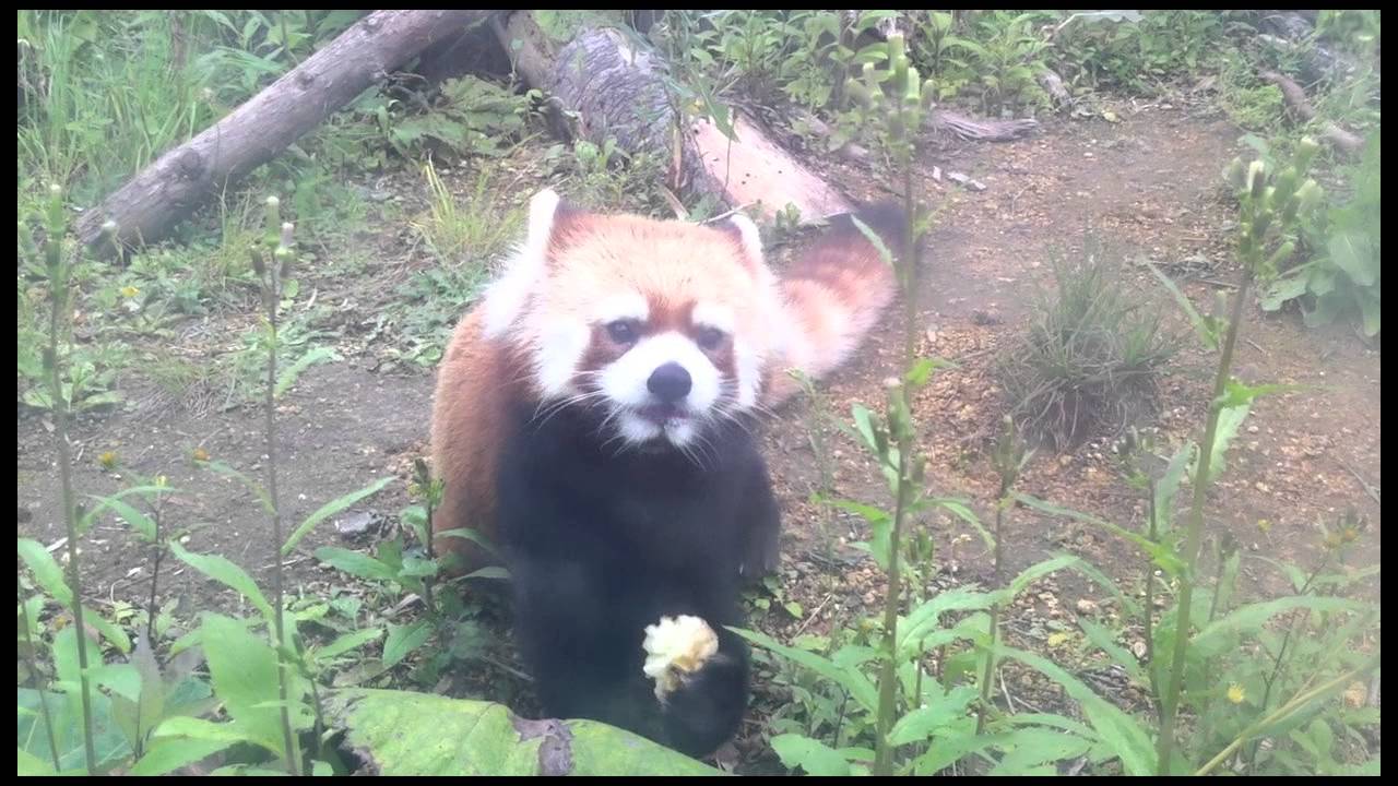 テニスコーツ tenniscoats｜トランポリンの風