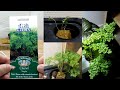 Hydroponic Chervil